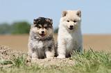 CHIEN FINNOIS DE LAPONIE 573